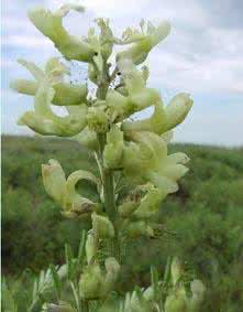 苦豆子 白花苦豆