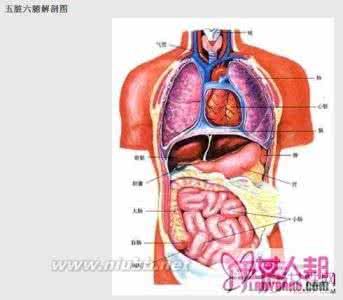 四季如何保养五脏六腑 四季如何保养五脏六腑 五脏六腑全套保养秘籍（二）六腑篇