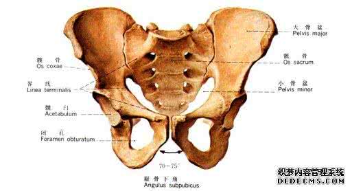 怎样伪装股骨头坏死 骨头疼要当心可能是肾病伪装