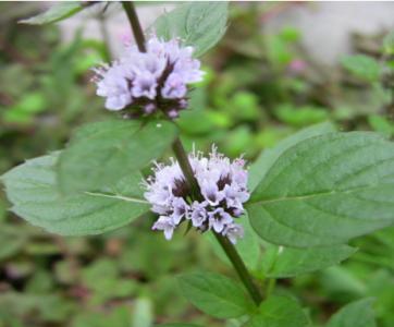 野薄荷怎么吃 野薄荷的功效与作用