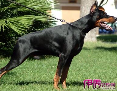 杜宾犬好养吗 杜宾犬视频 杜宾犬好养吗，怎么养好杜宾犬？
