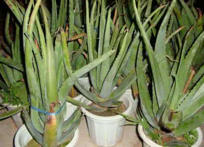 水培芦荟的养殖方法 芦荟的养殖方法 芦荟的养殖方法及生长条件