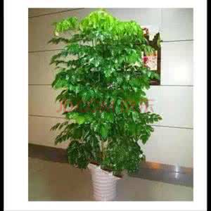 平安树盆栽如何养护 盆栽植物 平安树 平安树是什么植物