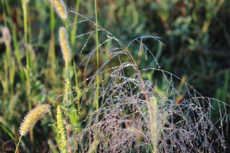 宝石草花语 宝石草