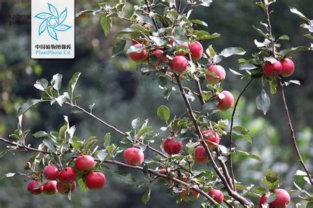 苹果属植物图片 苹果属