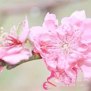 测桃花运 桃花运 桃花运增长玄机