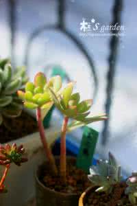 多肉植物的园艺 【园艺】最全的各种多肉植料的特性