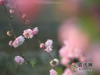 一年最是春光好的下句 一年最是春光美