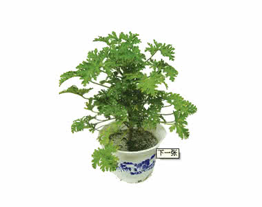 防蚊虫的植物有哪些 防蚊虫的植物有哪些？