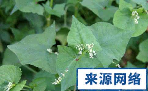 苦荞麦的功效与作用 苦荞的神奇抗癌作用