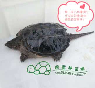 完美主义者是什么星座 乌龟答完美主义是什么