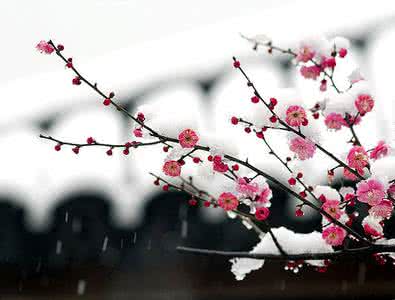 梅花五头吊灯 介绍梅花的资料 吊灯花资料介绍