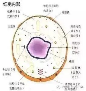 身体器官分布 身体器官分布 身体6大器官需要的营养素各不同