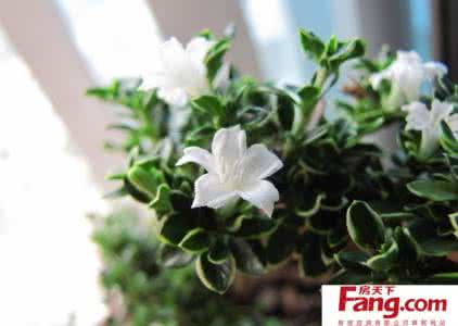 六月雪的养殖方法 六月雪的养殖方法 六月雪的养殖方法 六大注意要知道