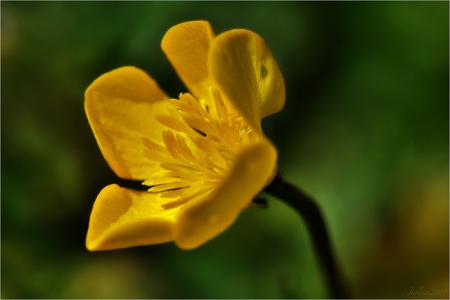 Bouton d'or № 12