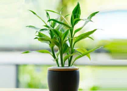 这个杀手不太冷绿植 植物杀手,你的绿植是这样养死的!快来学点养护秘诀!