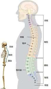 古脊椎与古人类研究所 人类脊椎知多少？