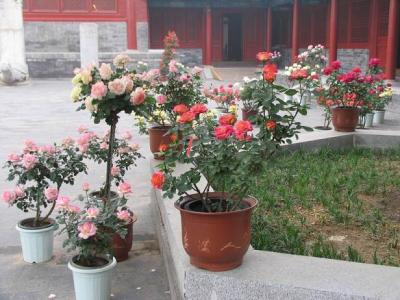月季小苗价格 盆栽月季 盆栽月季如何种植，盆栽月季价格