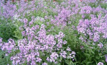 白脉椒草养殖养护方法 蓝香芥养殖方法及养护技巧