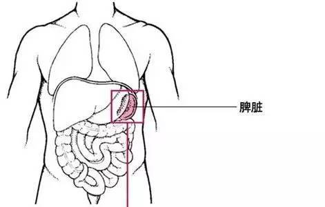 身体好坏 脾胃说了算 寿命长不长 胃说了算