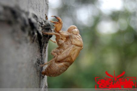 蝉蜕与什么配伍治失眠 蝉蜕治疗失眠有奇效