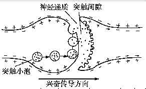 突触传递过程 生物】突触的类型及相关传递过程