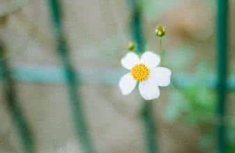 生命成长中的苦与乐 生命的苦乐，取决心的大小