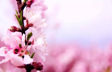 桃花源记2炼药秘诀 为什么有的人桃花不断?秘诀就在这里