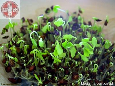 水培萝卜苗 家庭水培萝卜苗，一天喷两次水，绿食随你吃