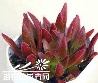 多肉最简单的配土方法 多肉植物土壤配制方法