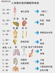 各器官排毒时间 每天睡觉的最佳时间，每个器官的排毒时间