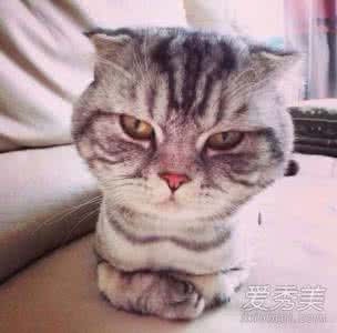 梦见猫 梦见猫 梦见虐待猫