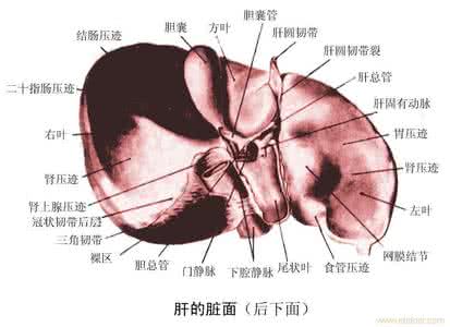 肝纤维化症状是什么 肝纤维化是什么意思 肝纤维化的症状与治疗