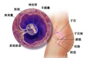 胎儿在肚子里会骨折吗 胎儿在肚子里干什么 孕妈开骨缝胎儿在干什么，孕妇感觉不到的东西