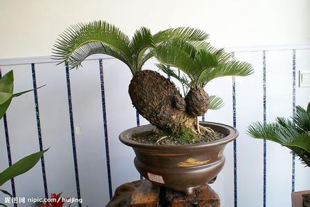 多头铁树盆景制作视频 多头铁树盆景制作视频 铁树盆景造型的制作方法 铁树盆景（图）