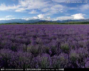 伊犁薰衣草 祖国风光（2244）伊犁薰衣草