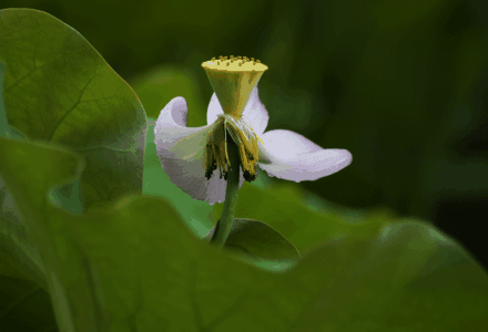 十面埋伏琵琶曲 【引用】琵琶曲专辑(荷韵)