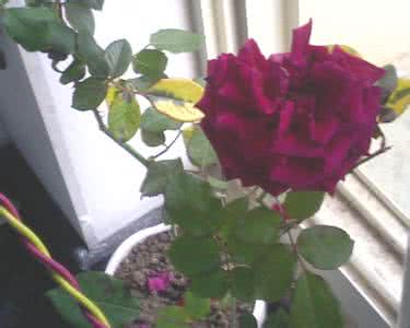 月季花的栽培方法图片 月季花的栽培 【月季花】月季花图片|月季花的养殖方法|月季花的栽培|月季花的功效与作用