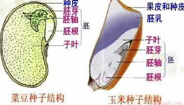 胚乳和子叶的区别 胚乳
