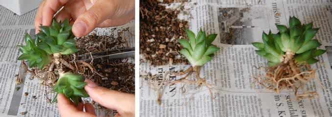 多肉怎么分株 分株