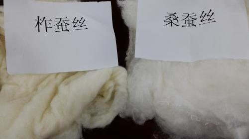 柞蚕丝和桑蚕丝的区别 柞蚕丝和桑蚕丝的区别 同为蚕丝产品各不同 如何分辨桑蚕丝与柞蚕丝的区别