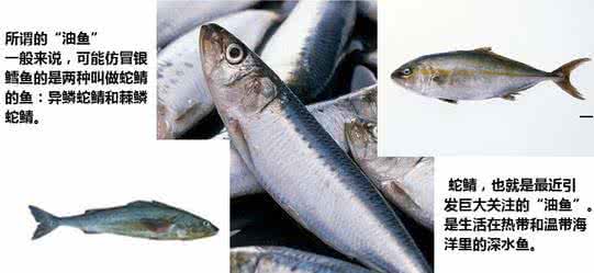 油鱼和鳕鱼的区别图片 油鱼和鳕鱼的区别 油鱼吃多了有哪些危害