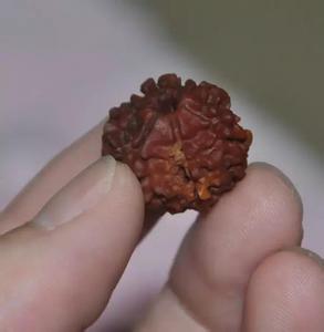 千眼菩提 千眼菩提子打磨 全程直播玩友一斤金刚菩提子,选子、打磨、镶嵌全过程