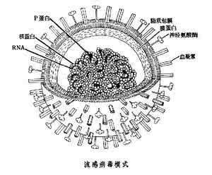 副粘病毒科 正粘病毒科