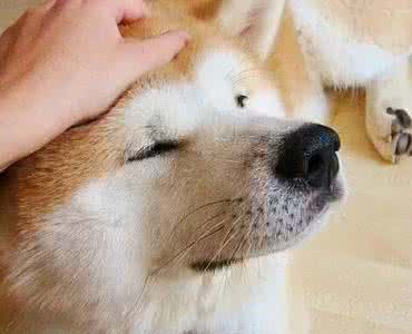 秋田犬身上一股土腥味 秋田犬身上有跳蚤怎么办