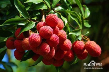 如何保存新鲜荔枝 如何挑选新鲜荔枝