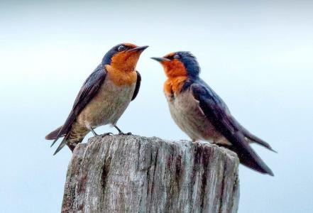 金丝燕和白燕哪个好 金丝燕