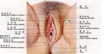 检查外阴炎方法 外阴炎如何检查 外阴炎的检查好方法