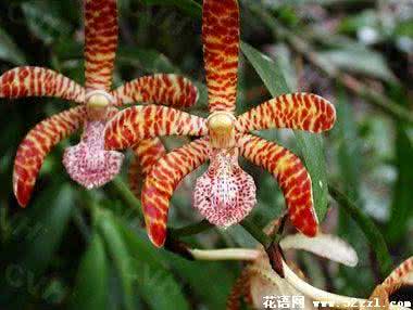 蜘蛛兰花语 花蜘蛛兰的花语