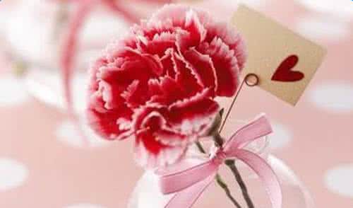 粉红色康乃馨图片 粉红色康乃馨的花语